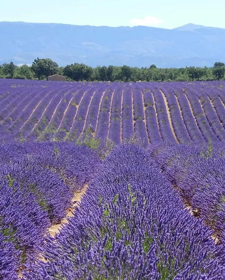 Gite La Maison Dans L'Olivette Oraison Holiday home